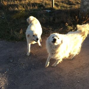 Meet your Posher, Marjory